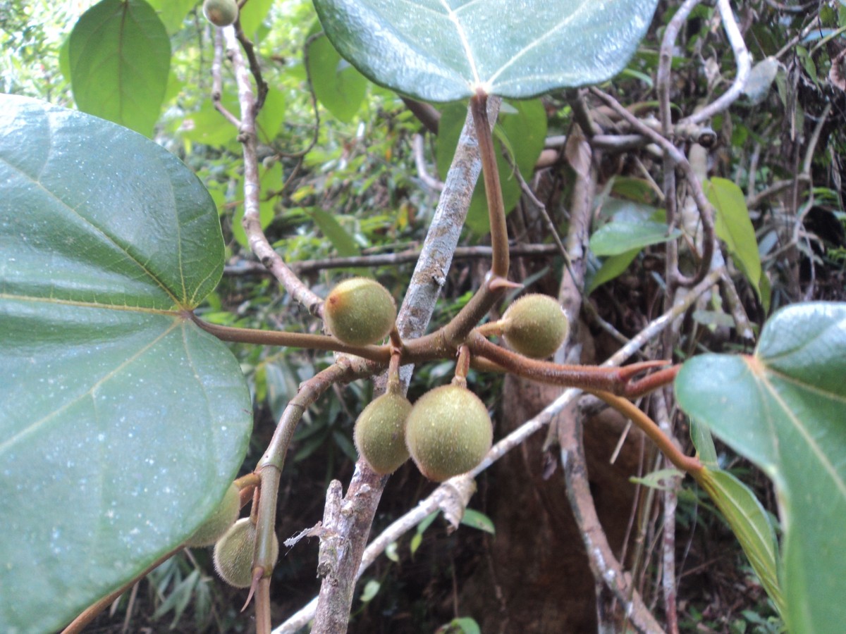 Ficus laevis Blume